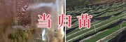 大理當(dāng)歸8000畝種植項(xiàng)目-出芽當(dāng)歸種子圖片-大理振軒科技