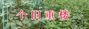 個舊3年生滇重樓苗-個舊農(nóng)業(yè)發(fā)展有限公司