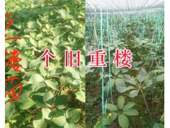 求購3年生的滇重樓苗-紅河個舊3年生重樓苗批發(fā)圖2