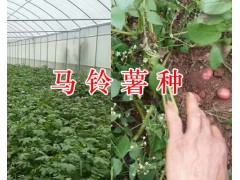 馬鈴薯繁種-昆明尋甸馬鈴薯基地-高原洋芋圖1