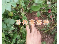 昆明洋芋批發(fā)供應-尋甸馬鈴薯基地圖3