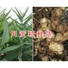 川黃精不倒苗-多花黃精種莖出售，種植包回收