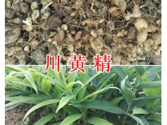 川黃精不倒苗-多花黃精種莖出售，種植包回收圖2