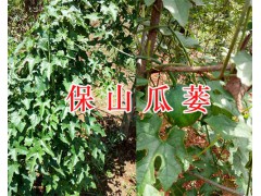 2019瓜蔞苗供應(yīng)-保山騰沖三角山瓜蔞種植基地400-6633-626圖3