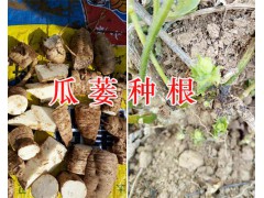 天花粉加工廠-天花粉生產(chǎn)基地/云南天花粉供應圖3