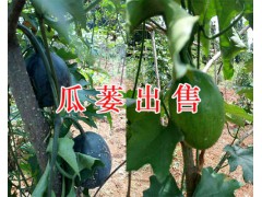 2019瓜蔞苗供應(yīng)-保山騰沖三角山瓜蔞種植基地400-6633-626圖2