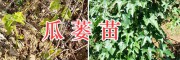 云南瓜蔞（天花粉種植基地）*出售15萬棵瓜蔞苗