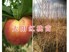 德國桃李苗&大理新品種桃苗-太陽紅桃苗出售圖2