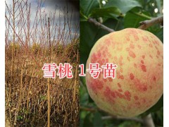 德國桃李苗&大理新品種桃苗-太陽紅桃苗出售圖3