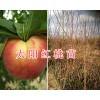 2018大理新品種桃苗：太陽紅桃苗&優(yōu)質鷹嘴桃苗-德國桃李苗