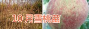 新品雪桃苗—10月雪桃苗銷售-雪桃種植技術(shù)指導(dǎo)