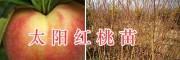 太陽紅桃苗-大理優(yōu)質桃樹苗&太陽紅桃苗批發(fā)