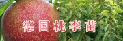 云南桃李苗價(jià)格-大理桃苗批發(fā)基地：德國桃李苗