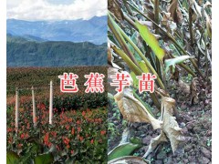 芭蕉苗種植技術(shù)-普洱墨江芭蕉芋種植合作社13577983728圖3