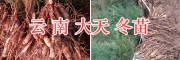 天門冬種苗栽培時(shí)間/云南大天冬—天門冬交易