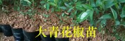 云南花椒苗栽培：大青花椒苗繁育技術-購苗技術指導