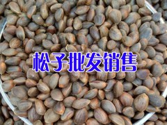 核桃米哪有賣？畢節(jié)核桃仁&松子出售_威寧松子樹圖2