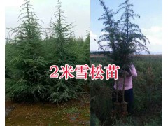 昆明哪有紅豆杉袋裝苗-石林供應(yīng)雪松苗圖2