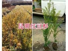 紅豆杉小苗批發(fā)-昆明紅豆杉苗基地/紅豆杉價(jià)格圖2