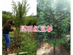 紅豆杉幼苗一棵多少錢(qián)#昆明雪松幼苗出售圖3