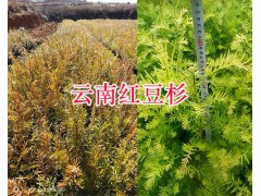 云南石林雪松苗&-昆明紅豆杉袋苗廠家圖2