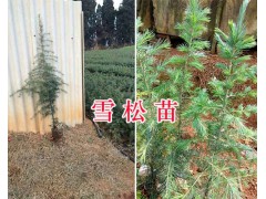 紅豆杉幼苗一棵多少錢(qián)#昆明雪松幼苗出售圖2