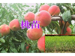 桃樹苗價(jià)格+云南桃樹苗哪個品種好？圖3