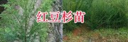 云南20-60公分雪松苗-紅豆杉袋苗