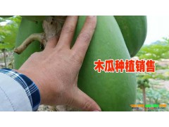 木瓜|云南特產(chǎn)番木瓜（木瓜、乳瓜、萬壽果）|圖2