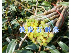 云南哪里能批發(fā)鐵皮石斛鮮條？—保山鐵皮石斛基地圖2