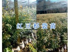 云南保山紅豆杉樹苗-仿種植紅豆杉_圖2