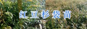 20-30公分紅豆杉苗價格&保山紅豆杉袋苗批發(fā)價