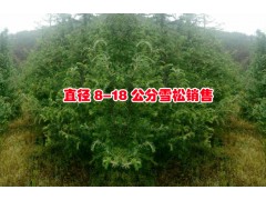 直徑8公分的山玉蘭大樹苗圃087164155848圖3