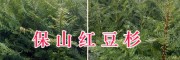 栽培紅豆杉苗&騰沖袋裝紅豆杉苗—保山紅豆杉供應(yīng)信息