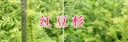 紅豆杉一個盆里種幾顆&紅豆杉母苗出售-15974964147