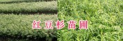 騰沖紅豆杉苗好嗎&如何區(qū)分紅豆杉公母_保山紅豆杉價(jià)格