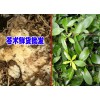 玉龍縣魯?shù)樗幉姆N植農(nóng)民合作社產(chǎn)品供應(yīng)信息 蒼術(shù)供應(yīng)