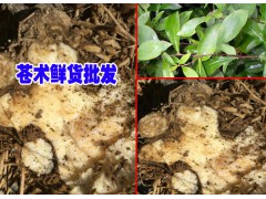 蒼術中藥材種植網(wǎng)&蒼術種子價格行情&蒼術又叫赤術圖2