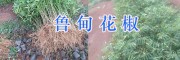 魯甸土雞/昭通青花椒&花椒苗銷售-13887058293