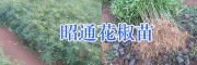 青花椒苗上市時間-云南魯?shù)榭h青花椒苗-花椒基地