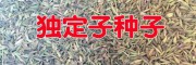 金鐵鎖（獨(dú)定子）種子出售-云南曲靖藥材種子信息