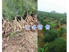 云南龍膽草價格-龍膽草出售/昆明龍膽草銷售供應圖3