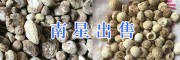 祿勸天南星出售/昆明南星批發(fā)、規(guī)格多