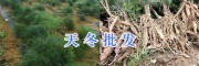 各種規(guī)格祿勸大天冬&南星干貨出售_昆明藥材銷(xiāo)售信息