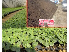 沼氣渣用途_沼氣渣栽培植物技術(shù)_個(gè)舊市農(nóng)業(yè)發(fā)展有限公司圖2