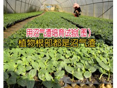 沼氣渣都有哪些特點#沼氣渣的正確使用方法資料_沼氣渣圖2