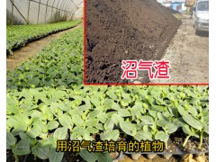 搞種植有機(jī)肥料哪個(gè)好_沼氣渣能促使作物根系生長(zhǎng)圖1