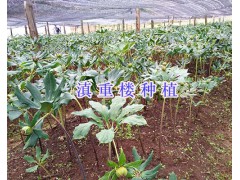 云南重樓育種基地-云南保山滇重樓種植圖2