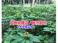 貴州聚昌鼎中藥材公司|貴州重樓苗|18216536586圖3