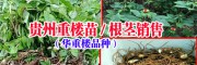 |貴州重樓種植公司|重樓種子種苗◆獨腳蓮種子種苗 |